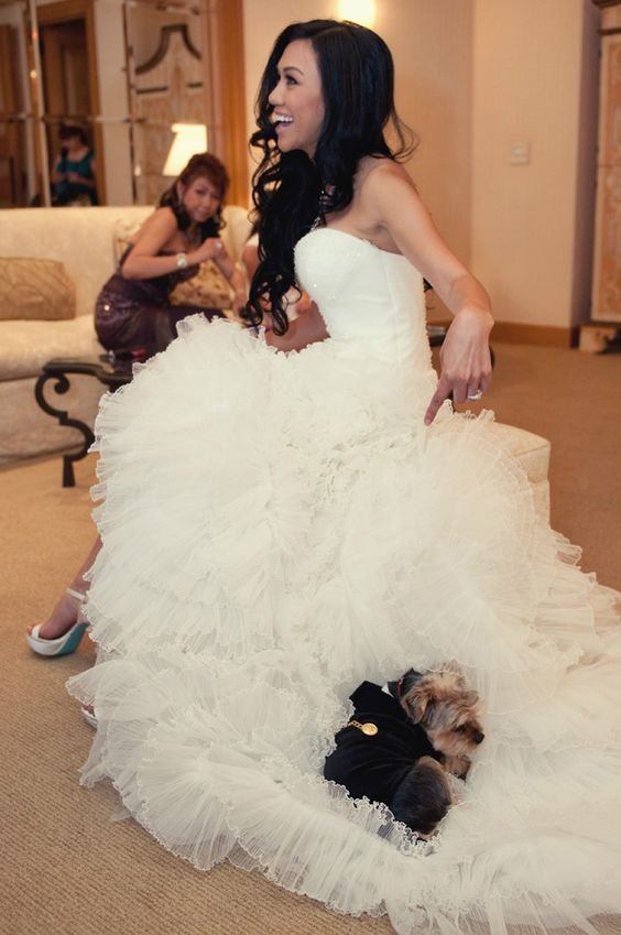 Funny wedding photo animal photobombs