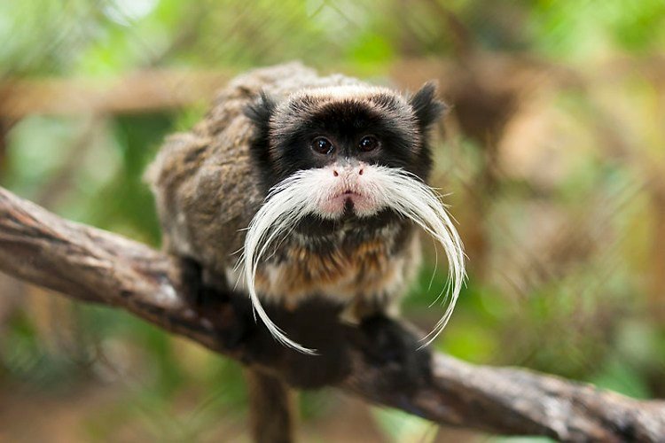 monkey with unique fur markings mustache