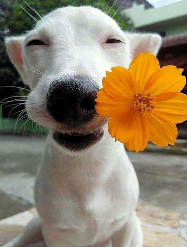 dog carries flower