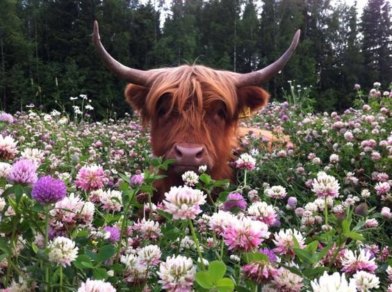 ox in flower field