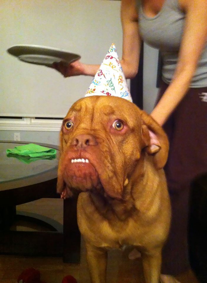 cute dog birthday cake