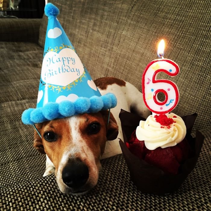 cute dog birthday cake