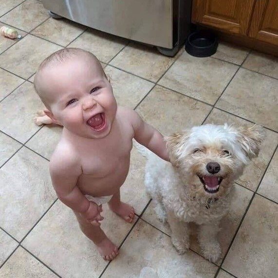 funny dogs