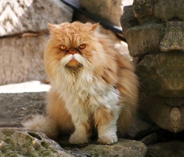 cat with unique fur markings mustache