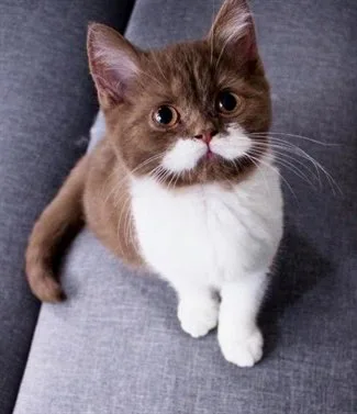kitten with unique fur markings mustache