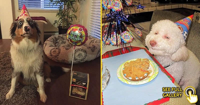 30 Funny Photos Of Dogs On Their Birthdays To Cheer You Up - Bouncy Mustard