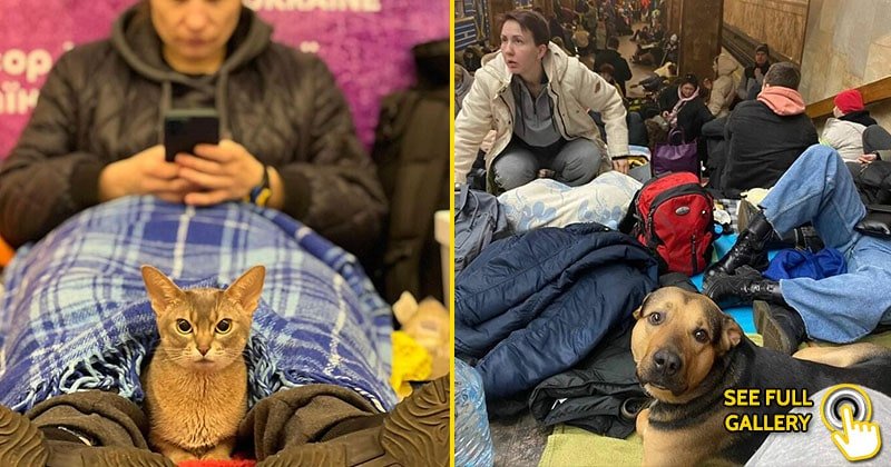 People refuse to leave their pets behind in Ukrainian war