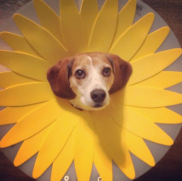dog funny cone of shame