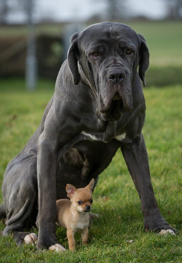 big dog tiny dog best friends