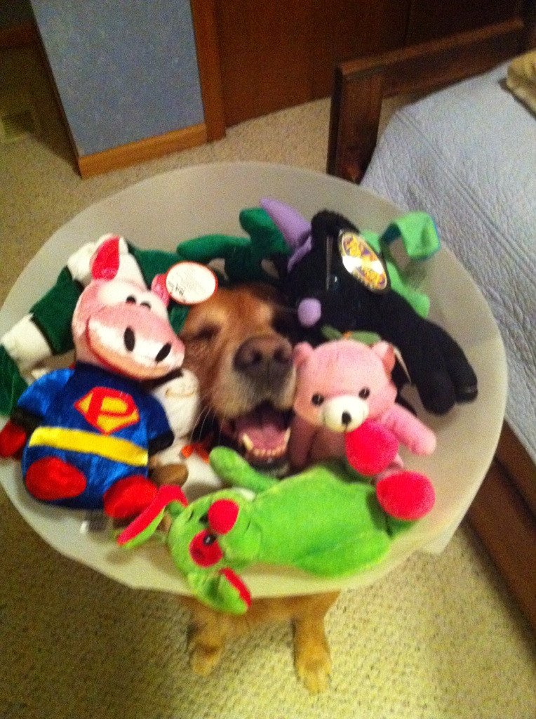 dog funny cone of shame toys