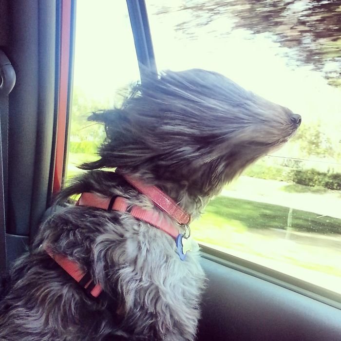 funny dog enjoys car ride with head out the window