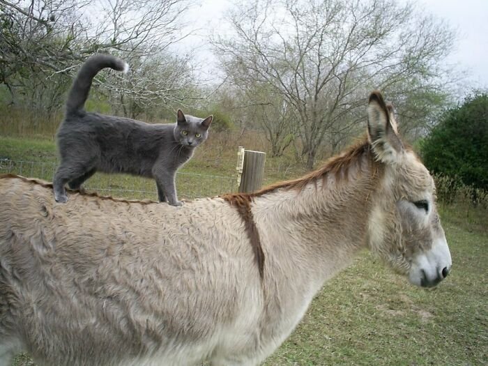 funny cat rides donkey cute photo