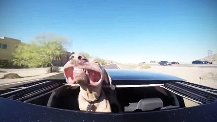 funny dog enjoys car ride with head out the window