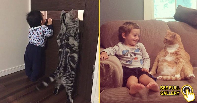 funny toddler and cat best friends