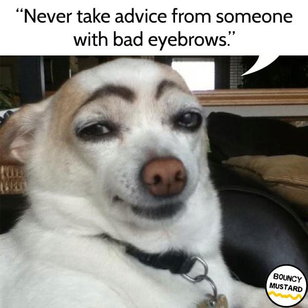funny life advice from dogs Never take advice from someone with bad eyebrows.