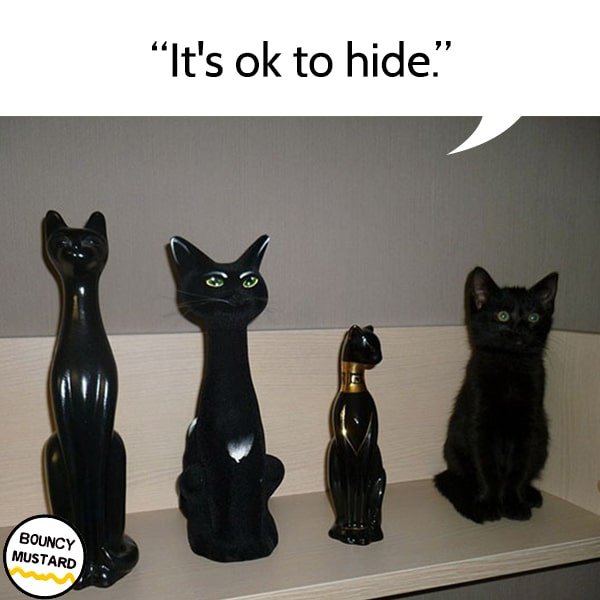 funny life advice from cats It's OK to hide.