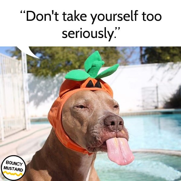 funny life advice from dogs Don't take yourself too seriously.