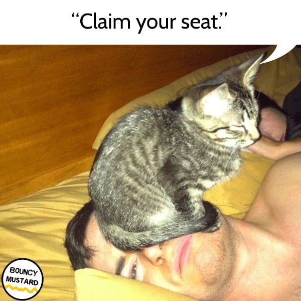 funny life advice from cats Claim your seat.