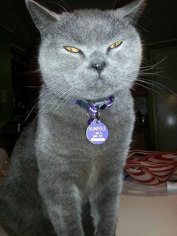 funny collar tag idea that says I am bad cat