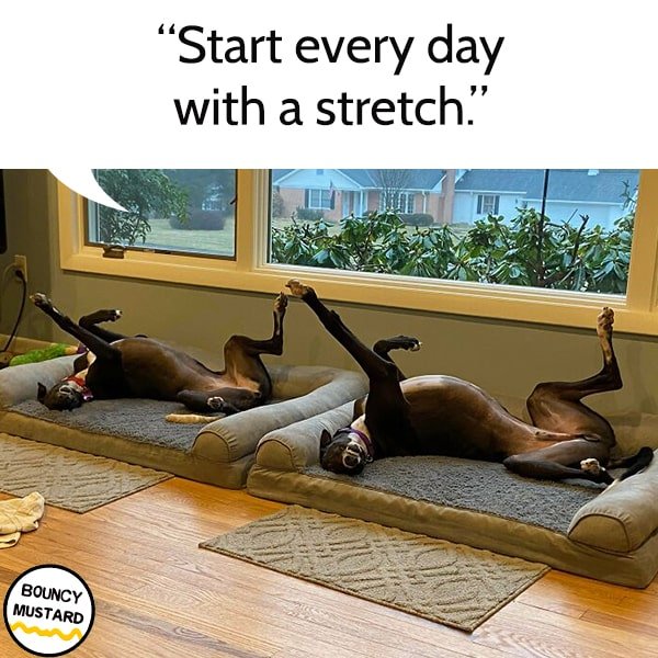 funny life advice from dogs Start every day with a stretch.