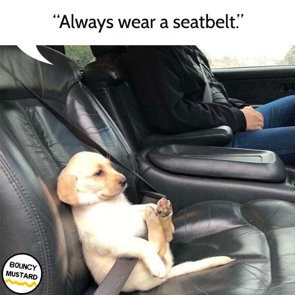 funny life advice from dogs Always wear a seatbelt.