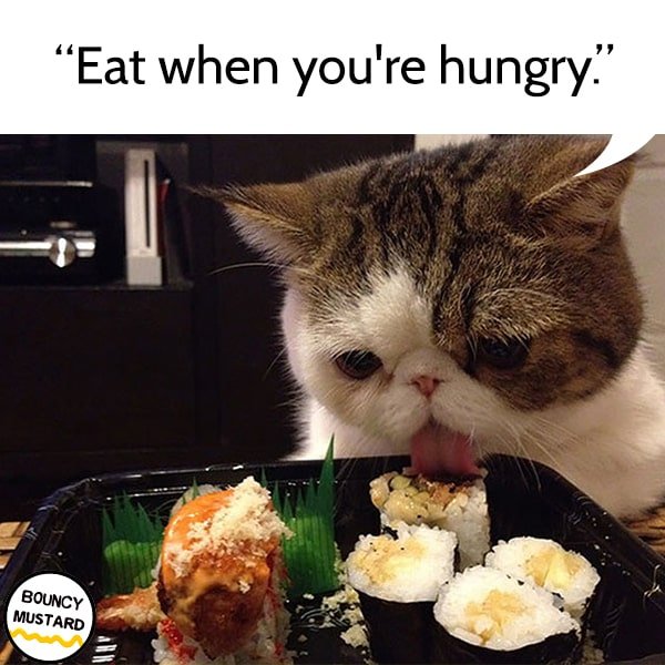 funny life advice from cats Eat when you're hungry.