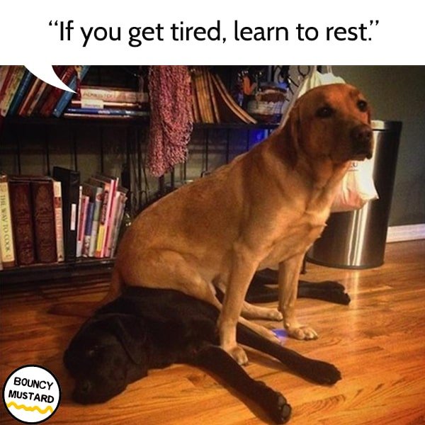 funny life advice from dogs If you get tired, learn to rest.