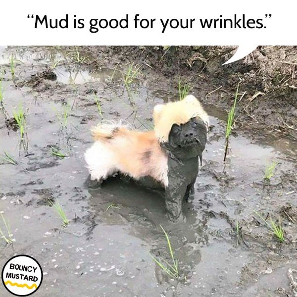 funny life advice from dogs Mud is good for your wrinkles.