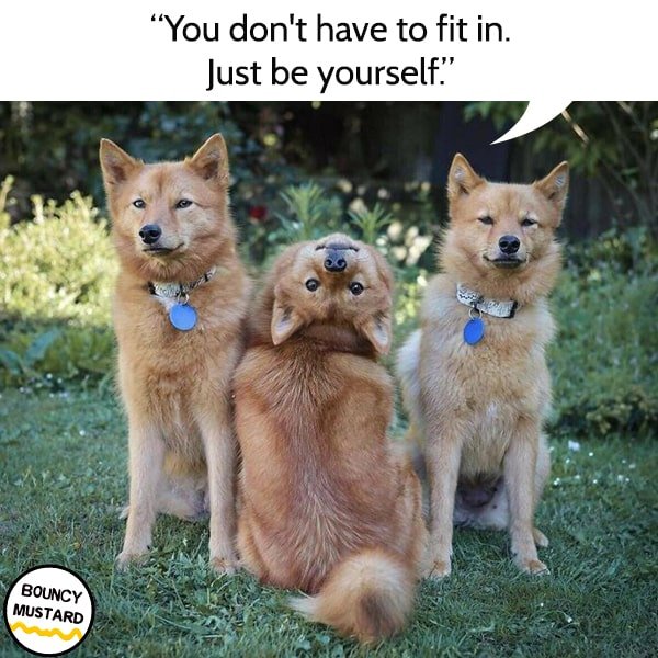 funny life advice from dogs You don't have to be like everyone else.