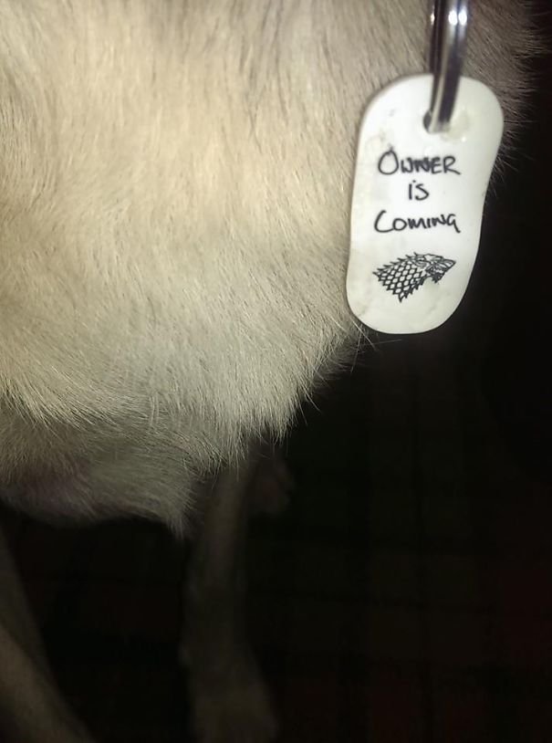 funny collar tag idea that says owner is coming