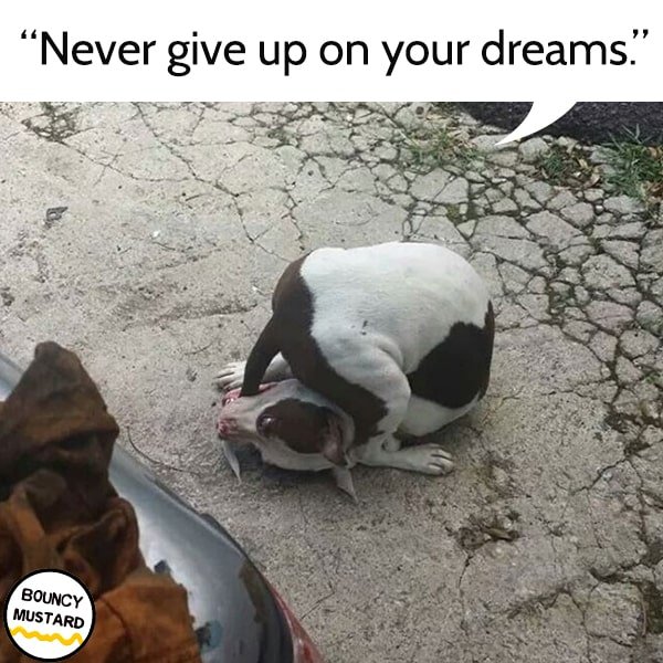 funny life advice from dogs Never give up on your dreams.