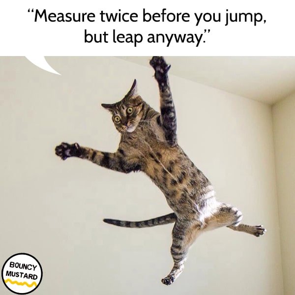 funny life advice from cats Measure twice before you jump, but leap anyway.