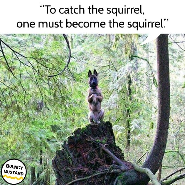 funny life advice from dogs To catch the squirrel, one must become the squirrel.