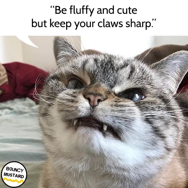 funny life advice from cats Be fluffy and cute but keep your claws sharp.