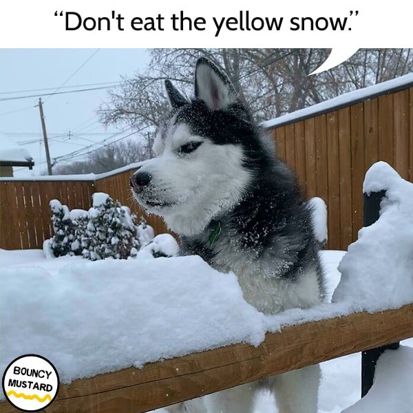 funny life advice from dogs Don't eat the yellow snow.