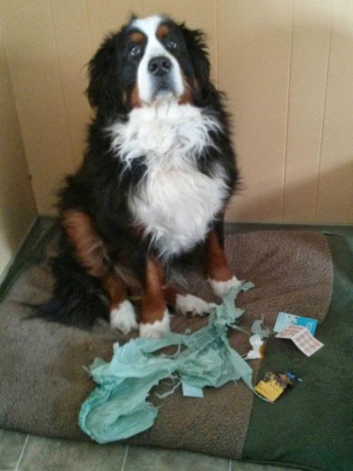 funny dog guilty face