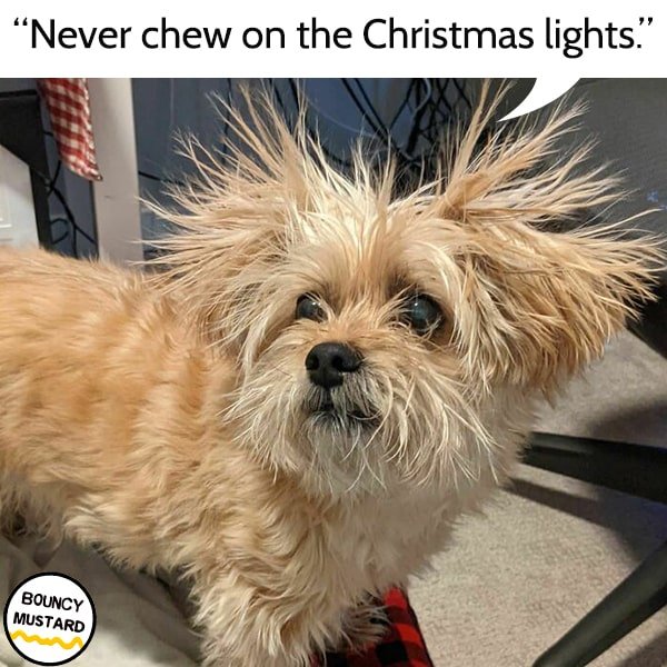 funny life advice from dogs Never chew on the Christmas lights.