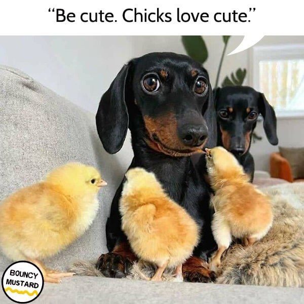 funny life advice from dogs Be cute. Chicks love cute.