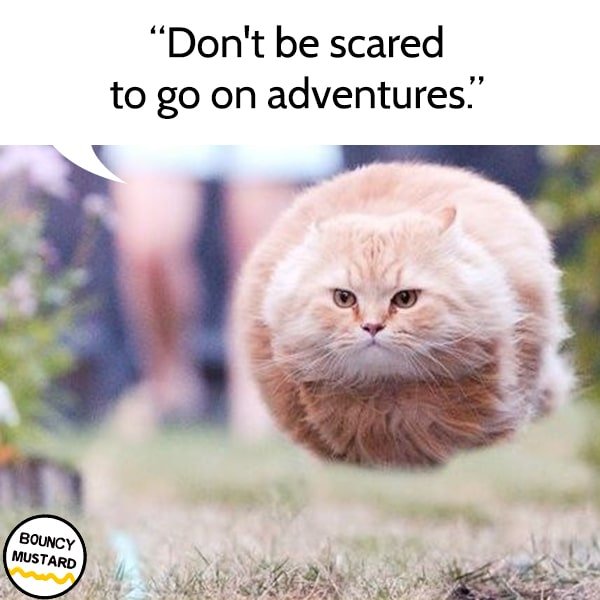 funny life advice from cats Don't be scared to go on adventures.