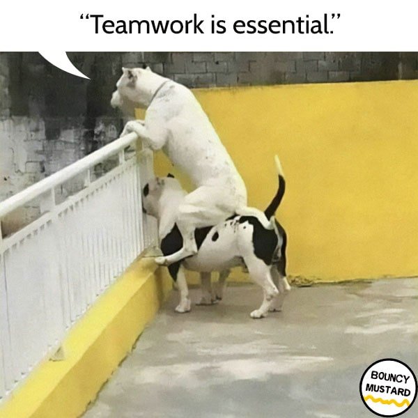 funny life advice from dogs Teamwork is essential.