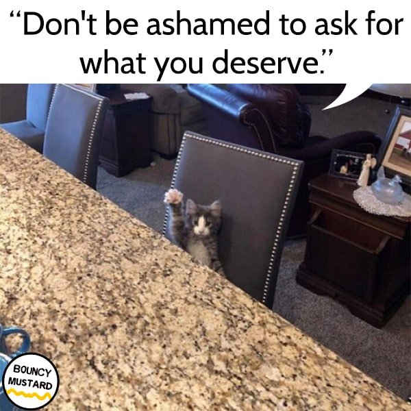 funny life advice from cats Don't be ashamed to ask for what you deserve.