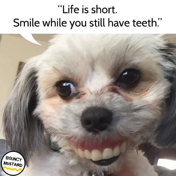 funny life advice from dogs Life is short. Smile while you still have teeth.funny life advice from dogs Life is short. Smile while you still have teeth.