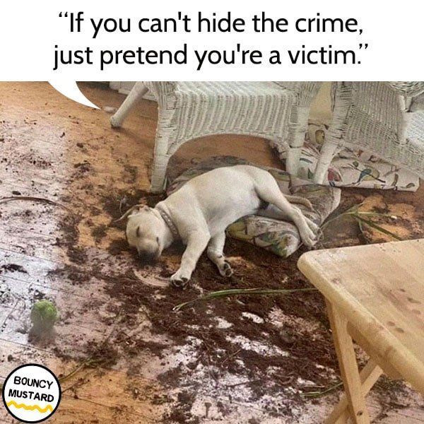funny life advice from dogs If you can't hide the crime, pretend you're a victim.