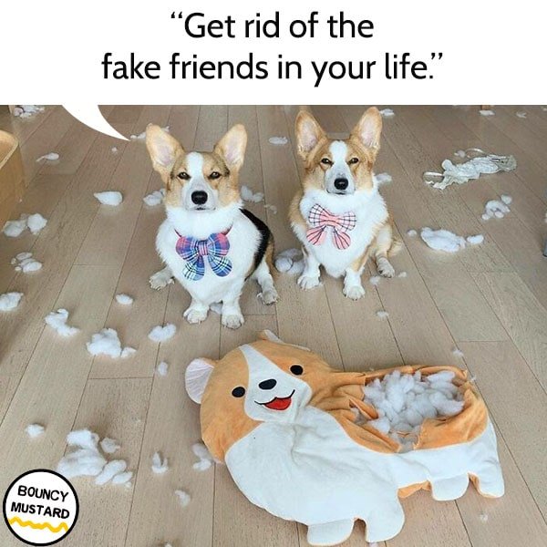 funny life advice from dogs Cut off the fake friends in your life.