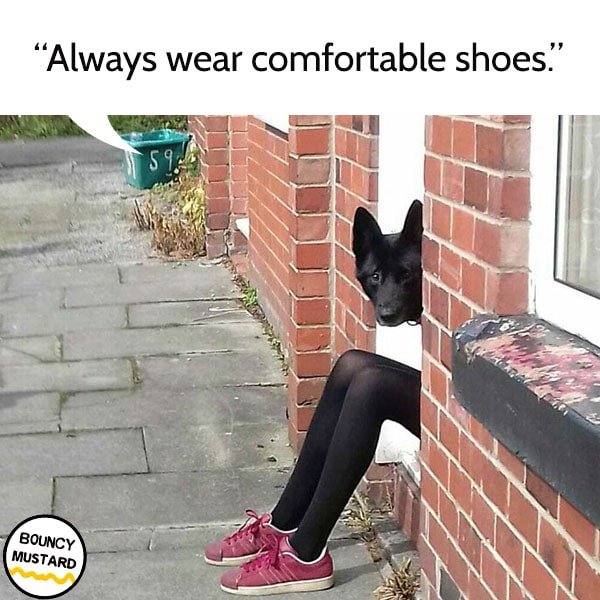 funny life advice from dogs Always wear comfortable shoes.