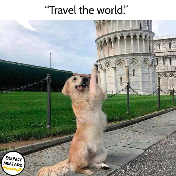 funny life advice from dogs Travel the world.