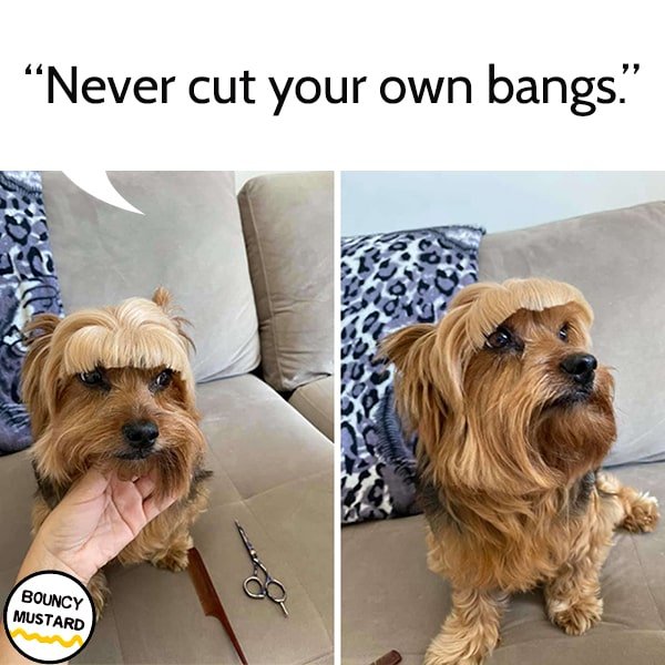 funny life advice from dogs Never cut your own bangs.