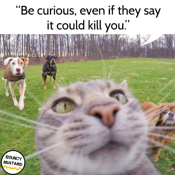 funny life advice from cats Be curious, even if they say it can kill you.