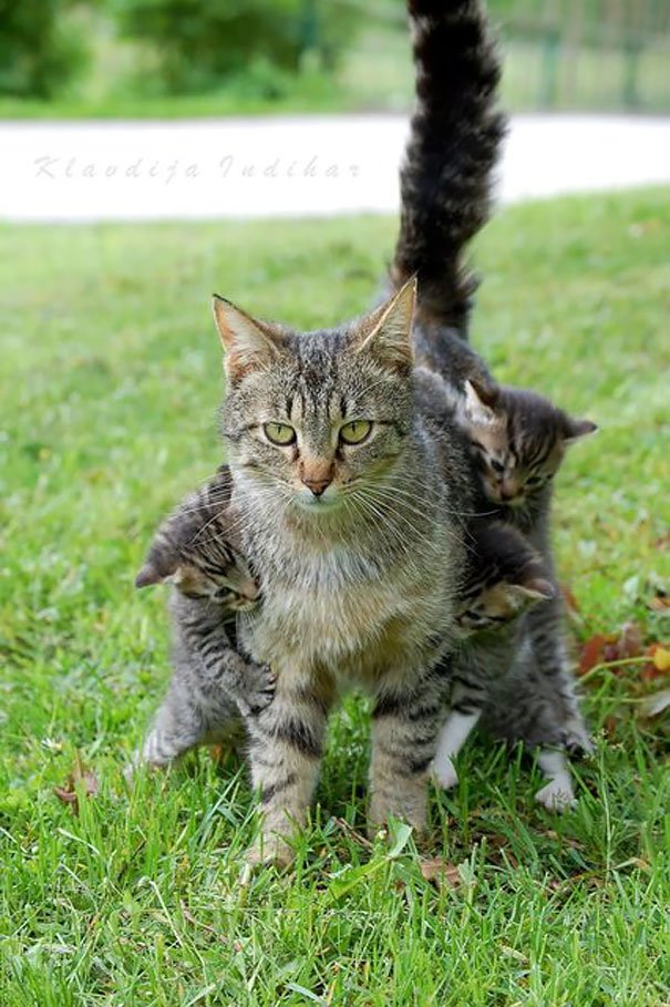 funny face expression animal mothers