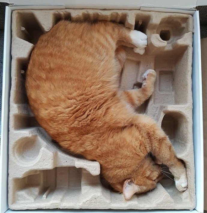 funny cats fit anywhere